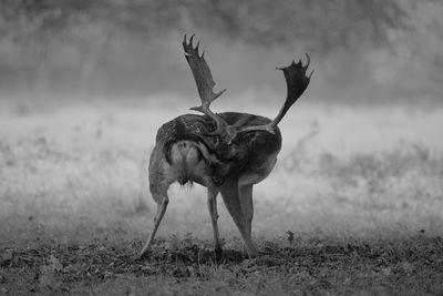 View of deer standing on field