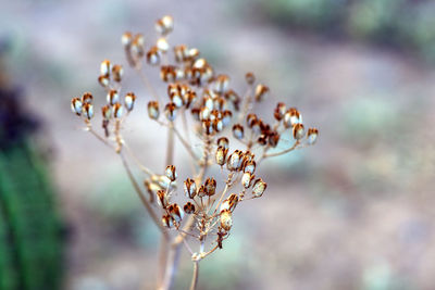 Close-up of flower growing outdoors