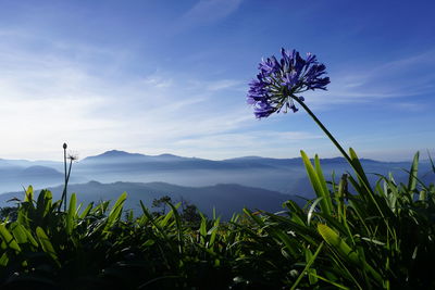 Close-up of purple flowering plant against sky