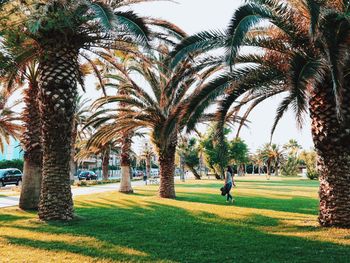 Trees in park