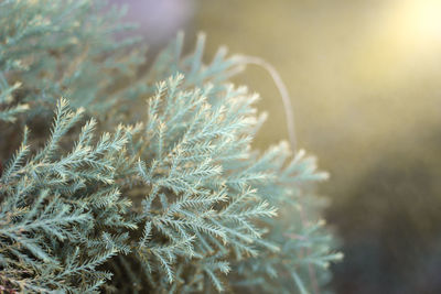 Close-up of frozen plant