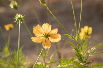 Close-up of yellow flowering plant