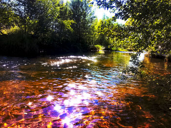 Scenic view of lake in forest