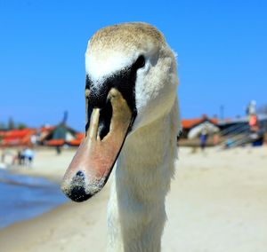 Close-up of swan