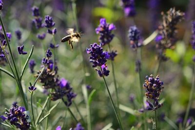 Close-up of bee pollinating on lavender