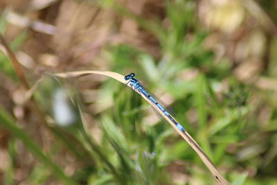 Close-up of an blue damselfly on grass