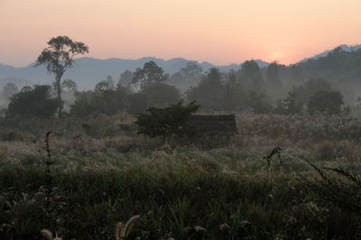 Scenic view of agricultural field against sky during sunset