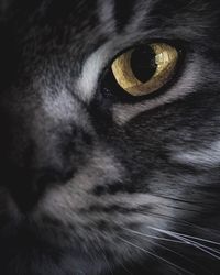 Close-up portrait of a cat