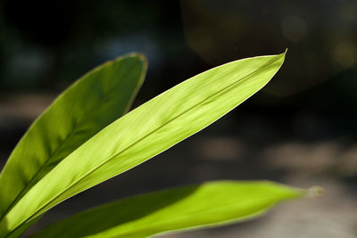 Close-up of fresh green plant