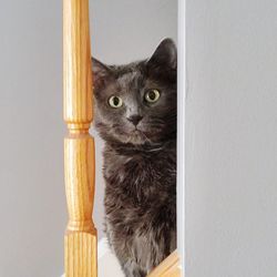 Portrait of cat sitting on wooden floor