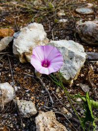 High angle view of crocus blooming outdoors