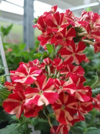 Close-up of red flower