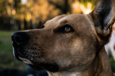 Close-up of dog looking away