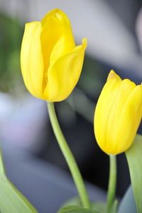 Close-up of yellow tulip