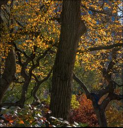 Autumn leaves on tree trunk