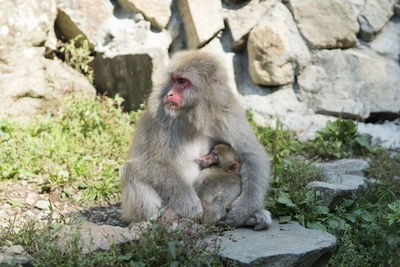 Cute close-up macaque baby and mother in japan