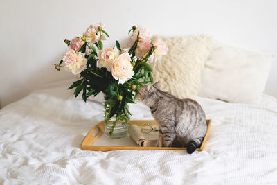 Cute cat of the scottish straight and vase with bouquet peonies flowers, open book on a bed