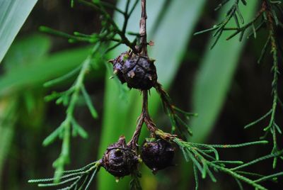 Close-up of berries growing on tree