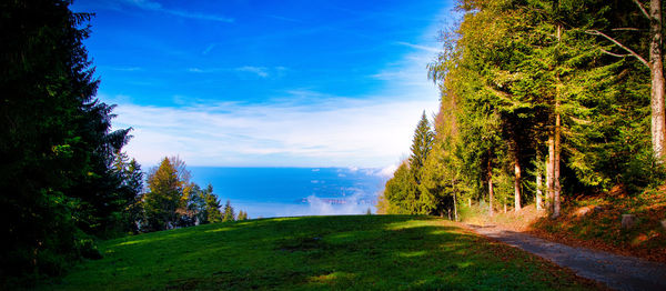 Scenic view of road amidst trees against sky