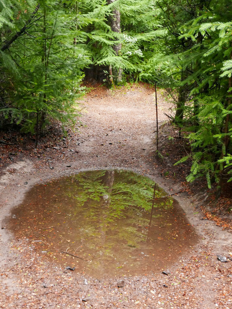 HIGH ANGLE VIEW OF WATER FLOWING THROUGH FOREST