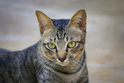 Portrait of tabby cat