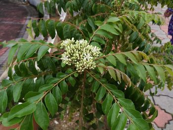 Close-up of plant