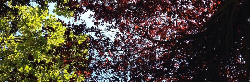 Low angle view of trees