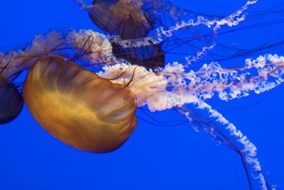 Low angle view of jellyfish