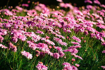 Close-up of pink flowering plant in field