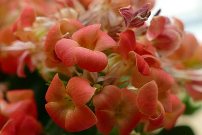 Close-up of red flowering plant