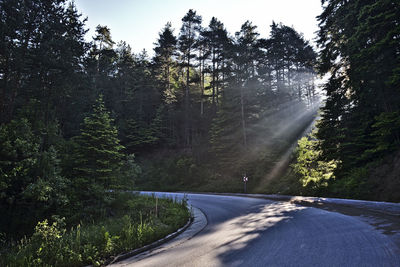 Road amidst trees in forest