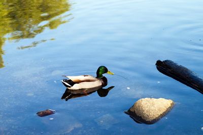 High angle view of mallard ducks swimming on lake