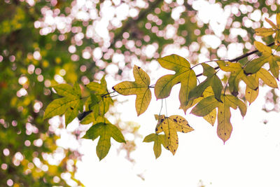 Low angle view of maple leaves on tree