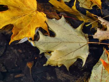 Close-up of yellow maple leaves