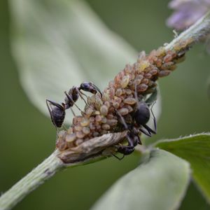 Close-up of insect on flower