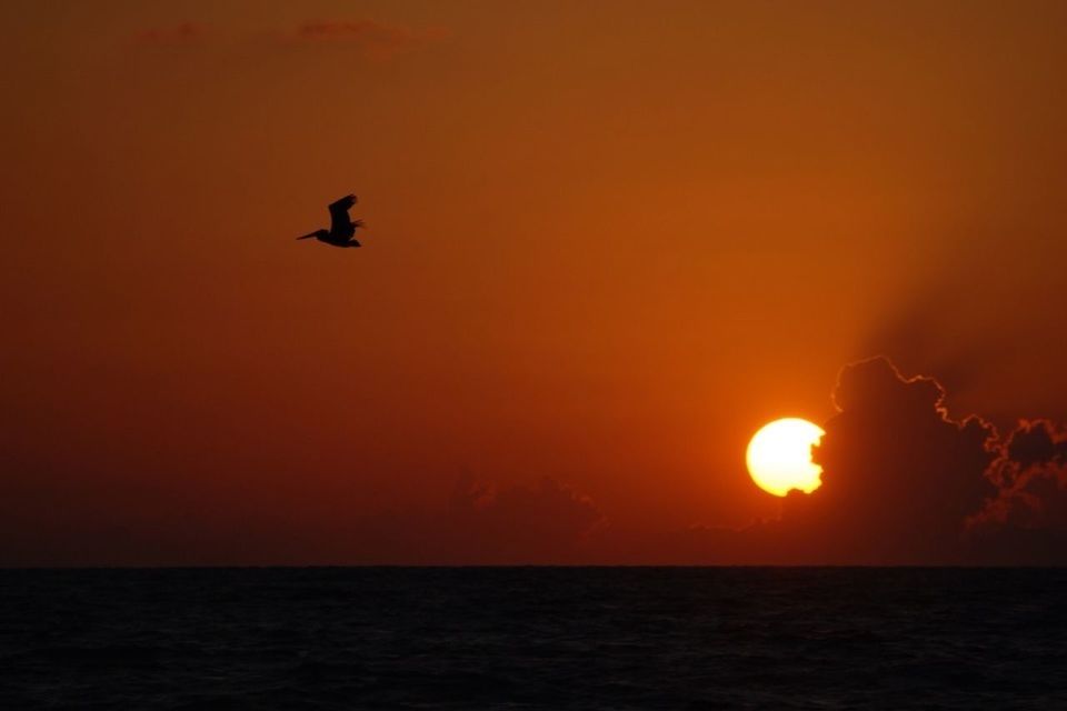 sunset, sea, horizon over water, orange color, water, sun, scenics, beauty in nature, bird, tranquil scene, sky, waterfront, tranquility, silhouette, idyllic, flying, nature, one animal, animal themes, outdoors