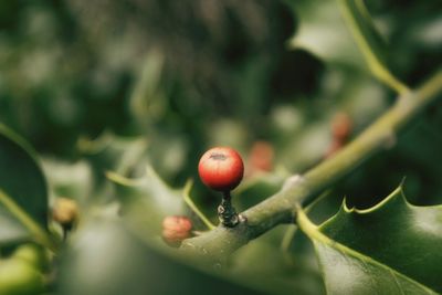 Close-up of fruit growing on plant