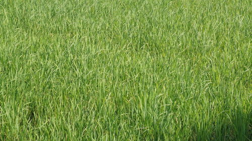 Full frame shot of agricultural field