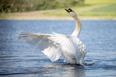 Close-up of duck swimming in lake