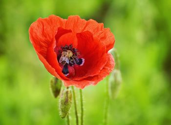 Close-up of red poppy flower