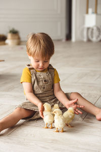 Boy playing with ducks for easter