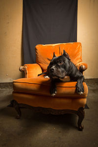 Dog relaxing on armchair