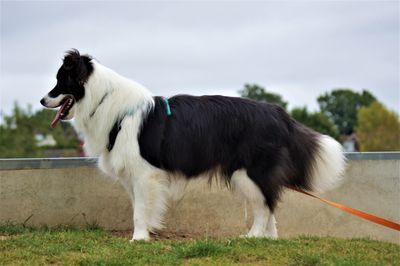 White dog standing on field