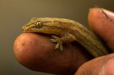 Close-up of human hand