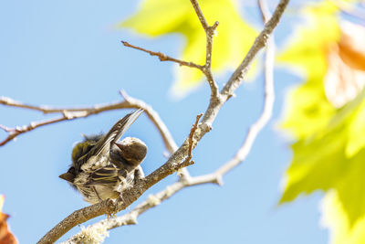 Low angle view of bird perching on branch against sky