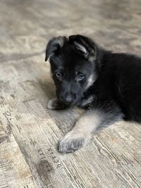 Portrait of puppy on floor