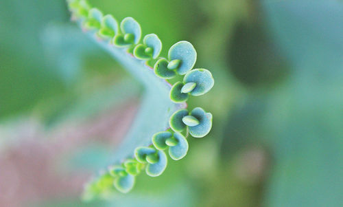 Close-up of green plant