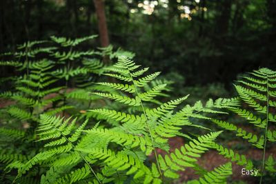 Close-up of fern leaves