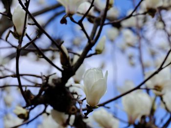 Close-up of cherry blossom
