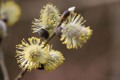 Close-up of flowering plant